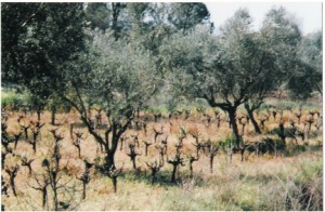 Δασογεωργικό σύστημα ελιές – αμπέλι στο Ν. Ηλείας